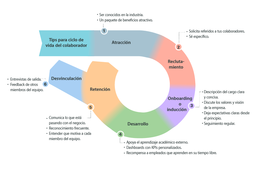 Las 6 etapas del ciclo de vida del colaborador
